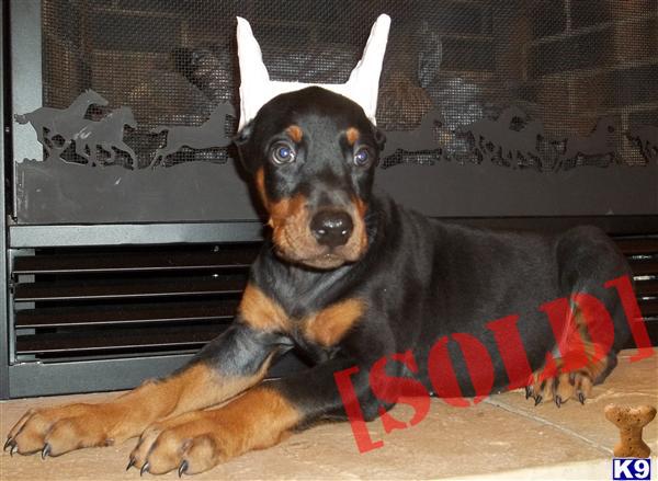 Ivan , International Ch. sired Doberman male